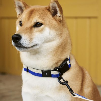 HAY DOGS COLLAR Flat, Blue/Off White