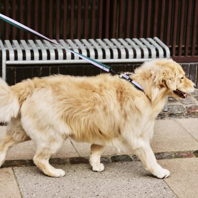 HAY DOGS COLLAR Flat, Blue/Off White