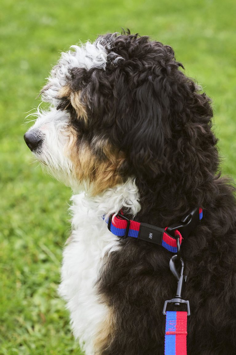 HAY DOGS COLLAR Flat, Red/Blue