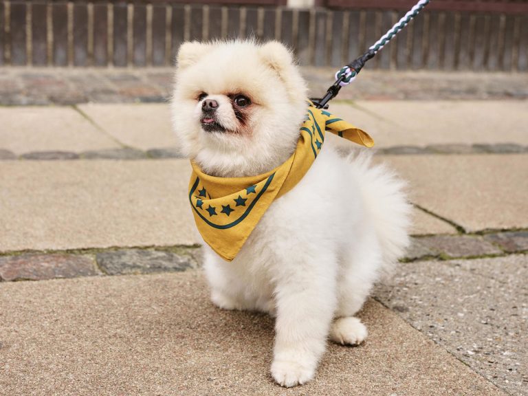 HAY DOGS SCARF, Ochre