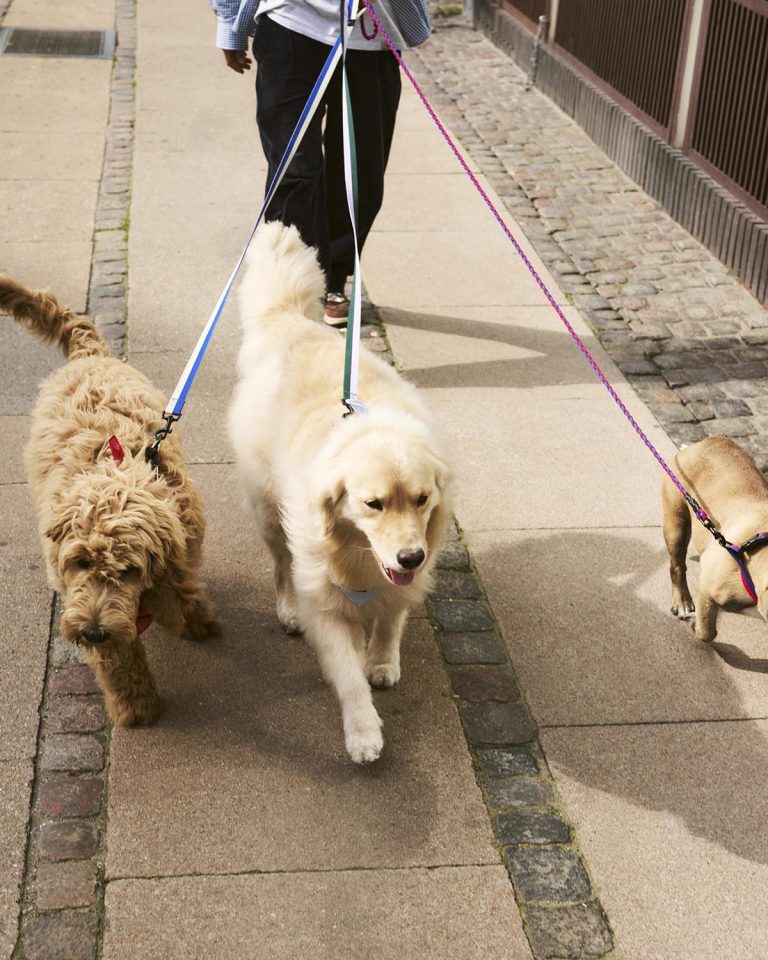 HAY DOGS LEASH Braided, Red/Blue