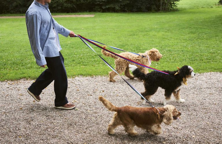 HAY DOGS LEASH Flat, Lavender/Green